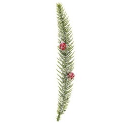 Gałązki jodły, długość 19cm, 30g